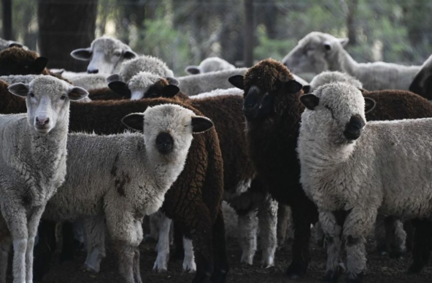 La carne ovina argentina impulsa sus exportaciones: Europa marca récord y Chile reabre su mercado