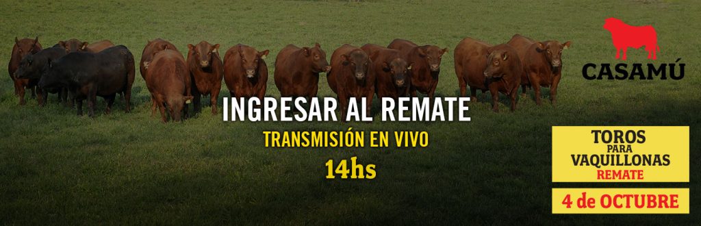 Remate feria Casamú toros para vaquillonas 4 de octubre 2025