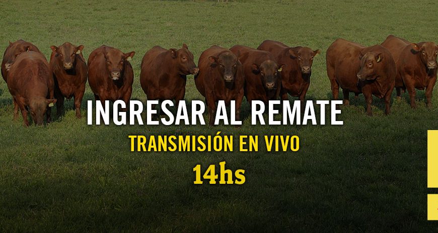 Remate feria Casamú toros para vaquillonas 4 de octubre 2025