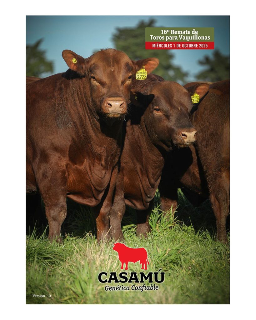 Remate feria Casamú 2025 en Zárate con toros y vaquillonas PP - 01 octubre 2025