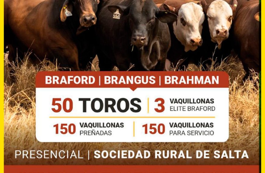 Remate feria Colombo y Magliano en Salta el 16 de octubre 2025 con toros y vaquillonas Cabañas Cresud.