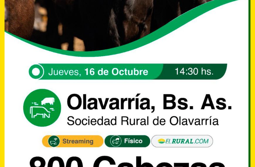 Remate feria Colombo y Magliano en Olavarría con 800 cabezas el 16 de octubre de 2025.