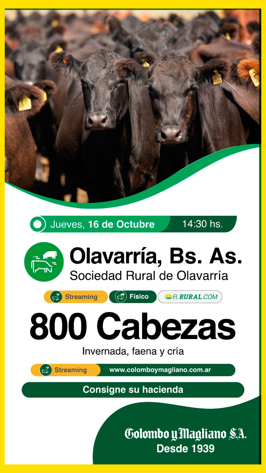 Remate feria Colombo y Magliano en Olavarría con 800 cabezas el 16 de octubre de 2025.