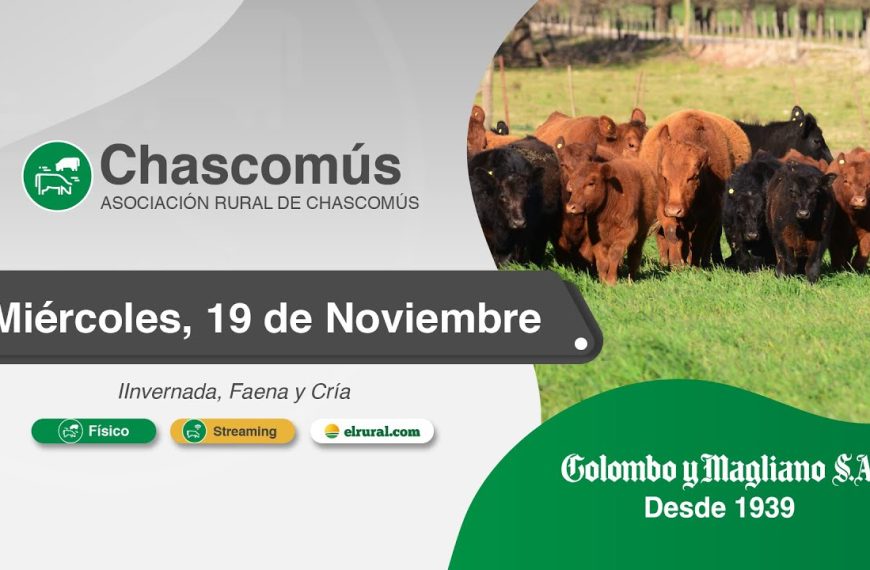 Remate feria Colombo y Magliano en Chascomús el 19 de noviembre 2025