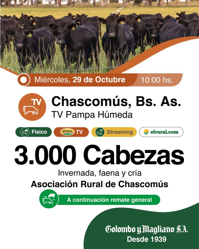 Remate feria de Colombo y Magliano en Chascomús con 3.000 cabezas el 29 de octubre de 2025.