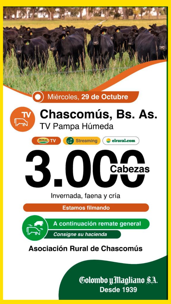 Remate feria Colombo y Magliano S.A. en Chascomús con 3.000 cabezas el 29 de octubre de 2025