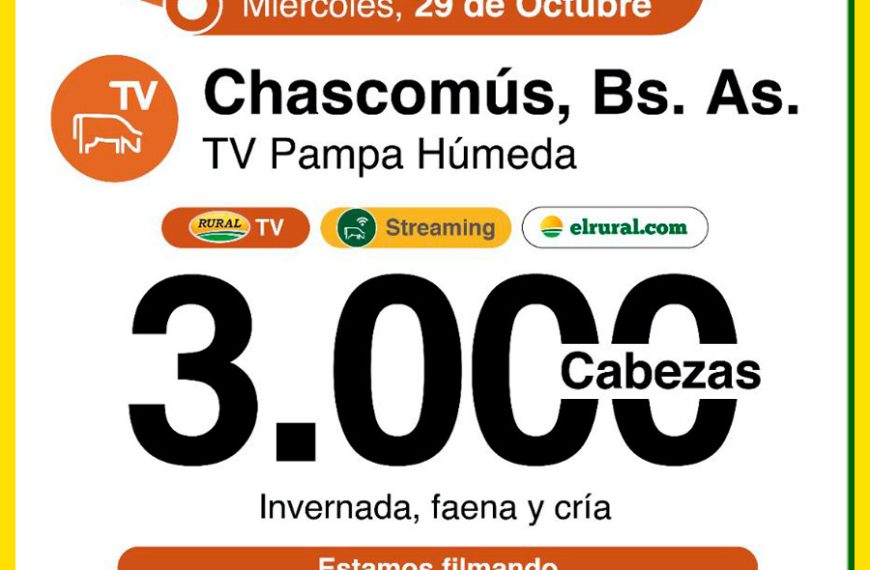 Remate feria Colombo y Magliano S.A. en Chascomús con 3.000 cabezas el 29 de octubre de 2025