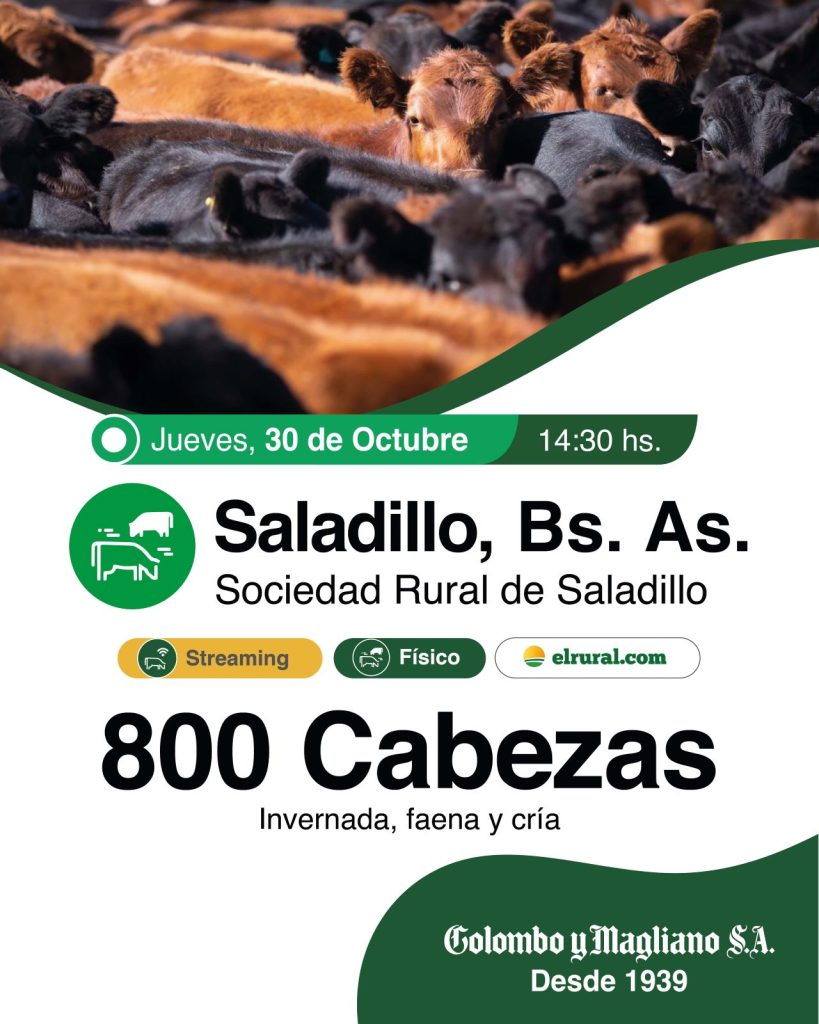 Remate feria Colombo y Magliano en Saladillo con 800 cabezas el 30 de octubre de 2025.