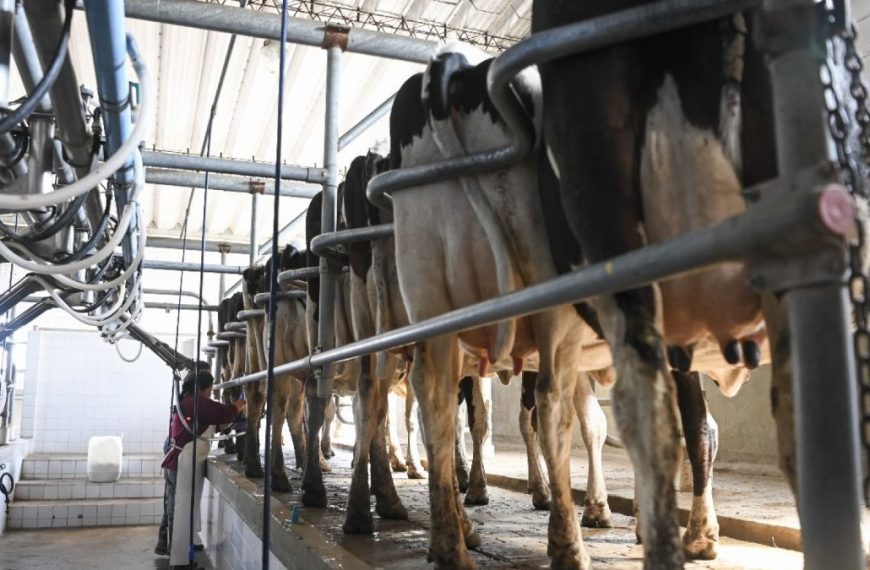 El sector lácteo argentino crece 13% en exportaciones y consolida producción y consumo interno