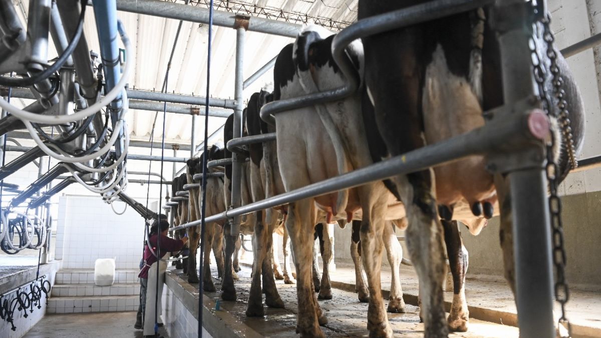 El sector lácteo argentino crece 13% en exportaciones y consolida producción y consumo interno