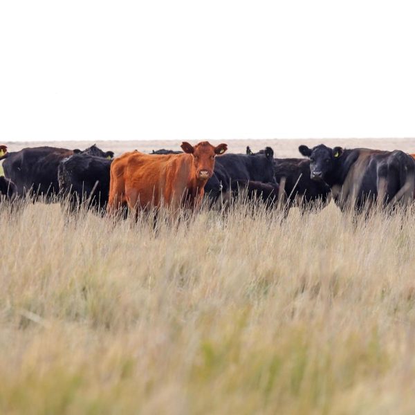 Informe de SRA: por acuerdo MS-UE se amplía cupo de carne vacuna a 100.000 toneladas