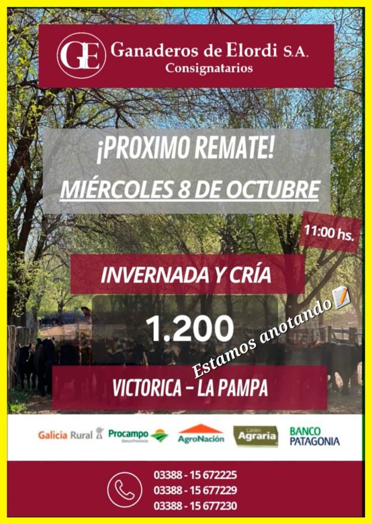 Remate feria Ganaderos de Elordi en Victorica La Pampa el 8 de octubre 2025 con 1200 animales de invernada y cría.