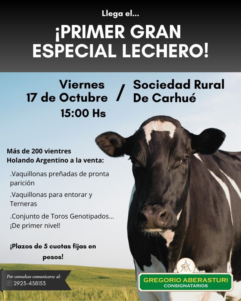 Remate feria Gregorio Aberasturi en Carhué con 200 vientres Holando Argentino el 17 de octubre 2025.
