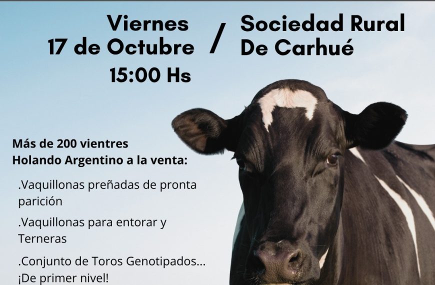 Remate feria Gregorio Aberasturi en Carhué con 200 vientres Holando Argentino el 17 de octubre 2025.
