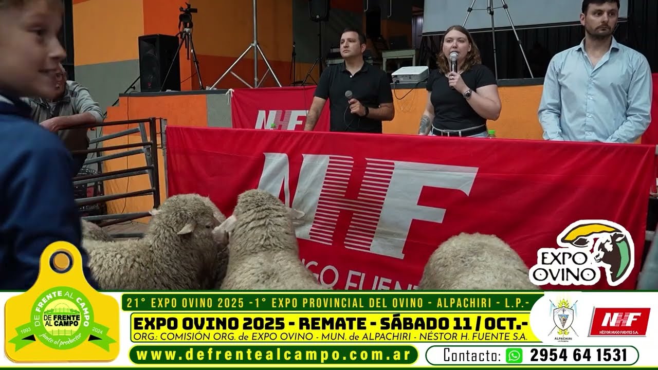Nestor Hugo Fuentes S.A. subastó lotes de corderas en la 21ª expo ovino de alpachiri con precios destacados