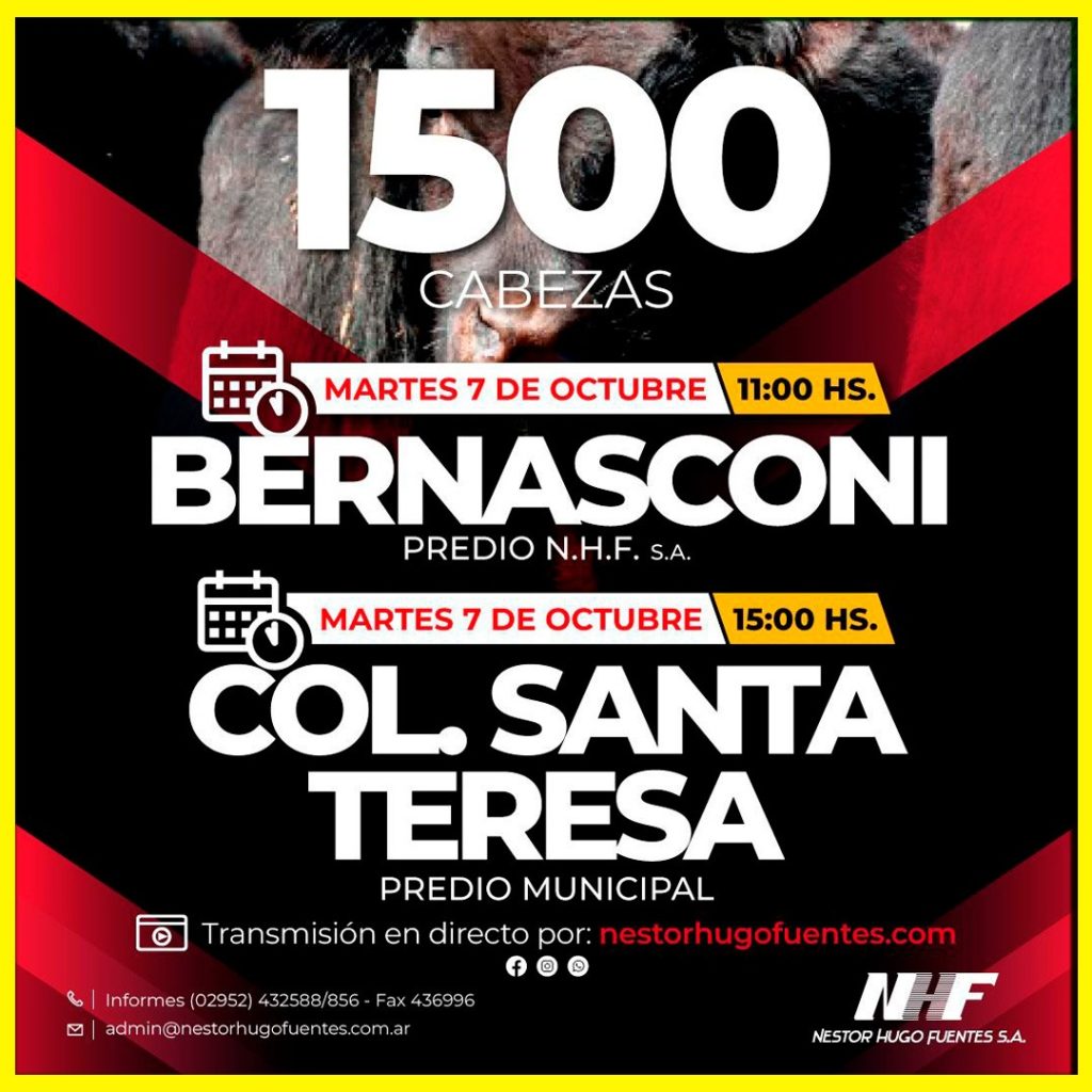 Remate feria de Néstor Hugo Fuentes en Bernasconi con 1.500 cabezas el martes 7 de octubre de 2025.