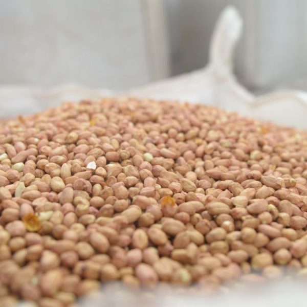 Argentina logra un récord histórico en producción y exportaciones de maní