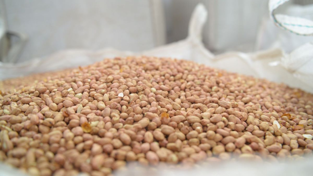 Argentina logra un récord histórico en producción y exportaciones de maní