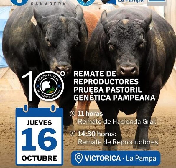 Remate feria Vicar Ganadera en Victorica La Pampa el 16 de octubre 2025