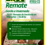 ATREU-CO | Macachín | Próximo Remate Feria el martes 11 de noviembre de 2025