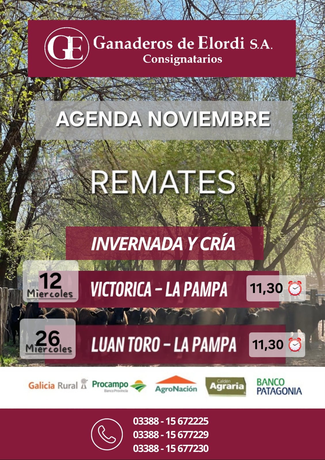 remate feria elordi luan toro 26 nov 2025 - remate feria Invernada y Cría en La Pampa