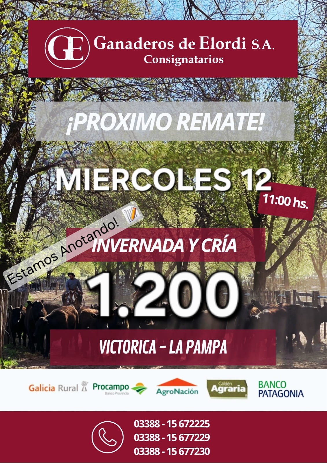 Remate feria Ganaderos de Elordi en Victorica La Pampa el miércoles 12 de noviembre 2025 con 1.200 vacunos.