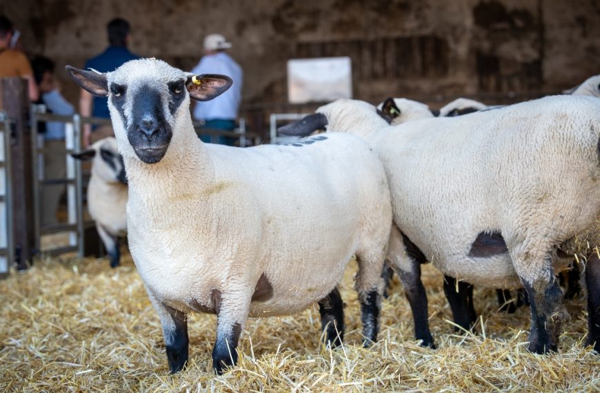 La Asociación Hampshire Down Argentina lanza su nueva web para fortalecer la raza ovina y su proyección internacional