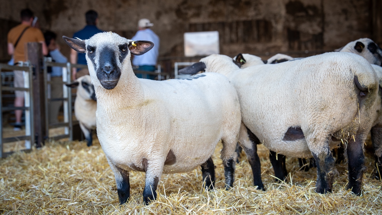 La Asociación Hampshire Down Argentina lanza su nueva web para fortalecer la raza ovina y su proyección internacional