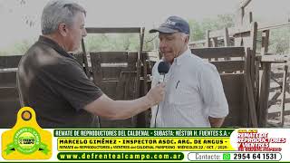 Marcelo Gimenez inspector de Angus marcando en La Pampa