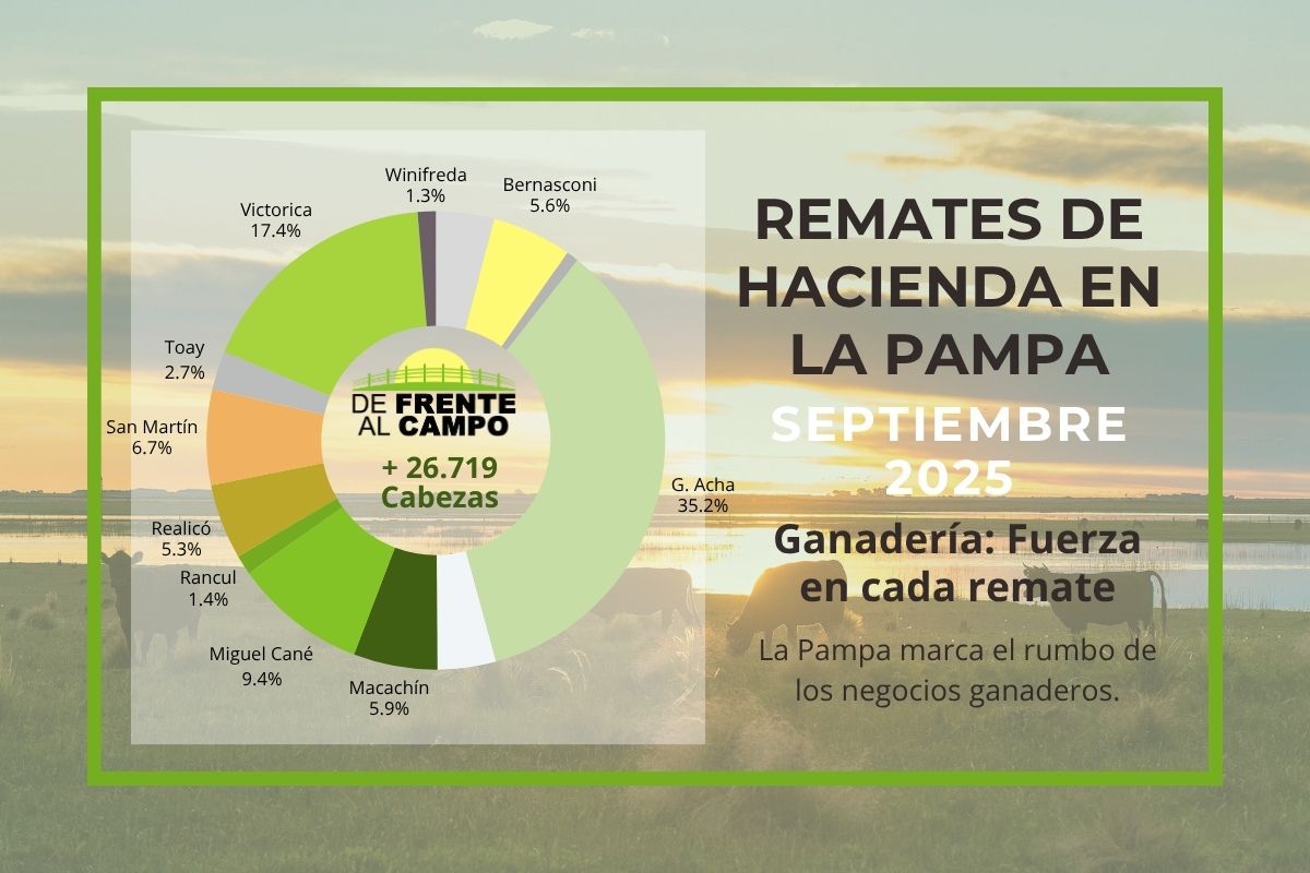 Remates feria septiembre 2025 en La Pampa: General Acha lideró el mes con más del 35% de la hacienda vendida