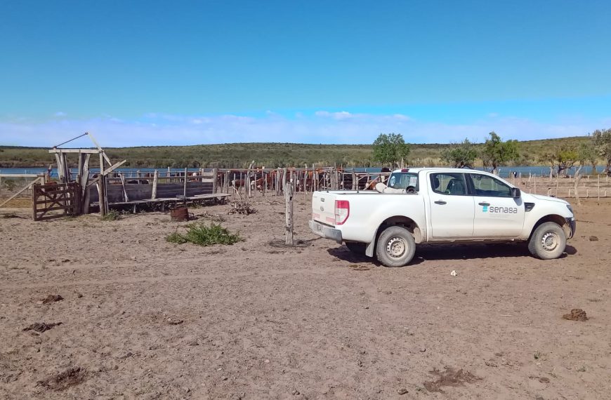 Las acciones de vigilancia de fiebre aftosa contribuyen a preservar el estatus sanitario