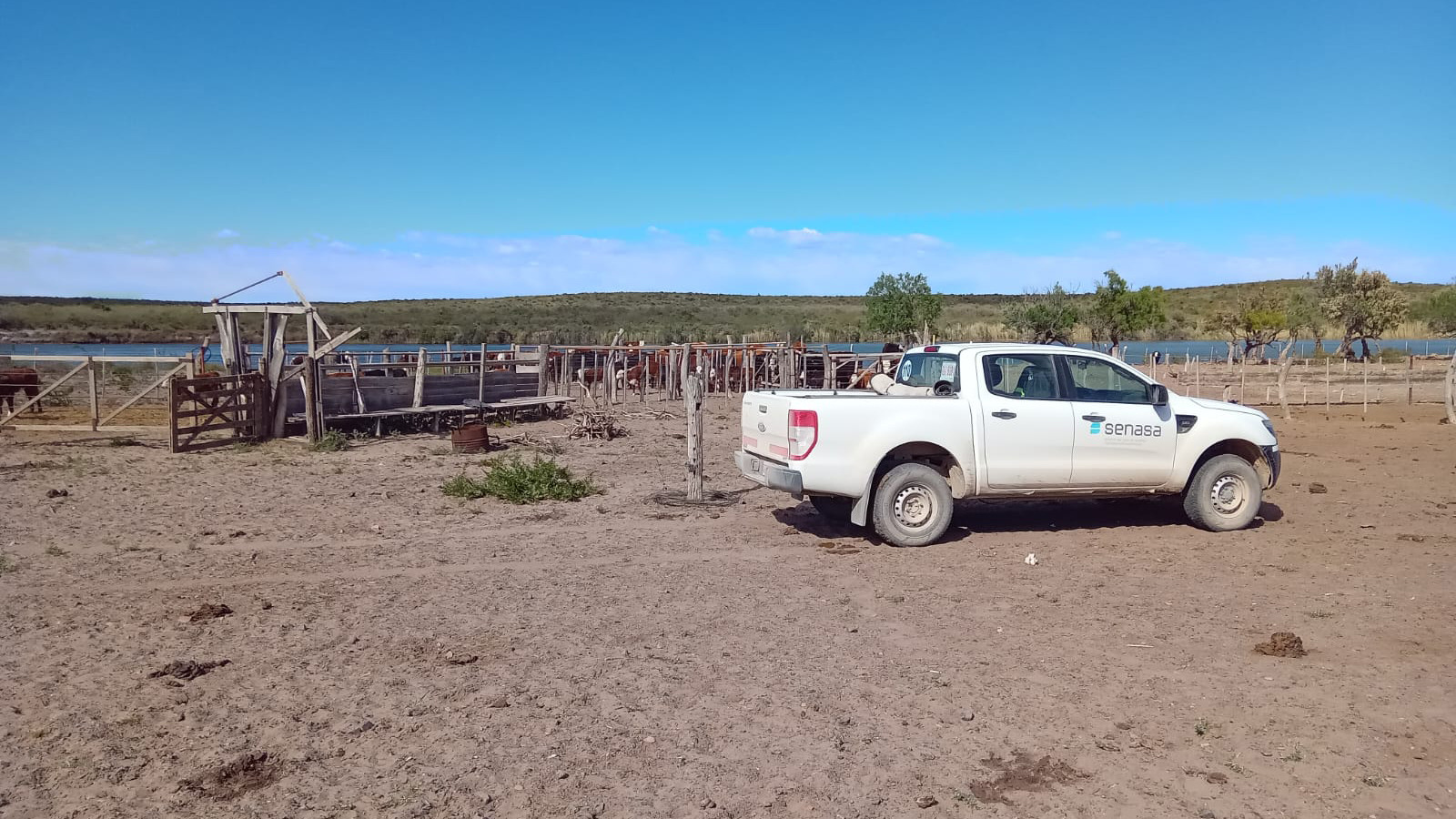 Las acciones de vigilancia de fiebre aftosa contribuyen a preservar el estatus sanitario
