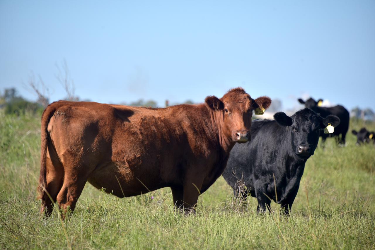 Nueva plataforma para la cadena de carnes: transparencia e información sobre la faena de los animales