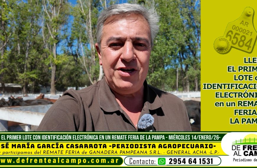 Llegó el primer lote de vacunos con identificación en remate feria