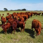 Carbunclo bacteridiano: refuerzan controles sanitarios y reafirman la vacunación anual en La Pampa