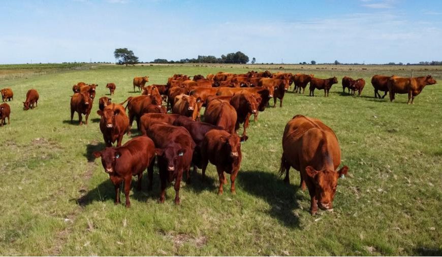 Carbunclo bacteridiano: refuerzan controles sanitarios y reafirman la vacunación anual en La Pampa