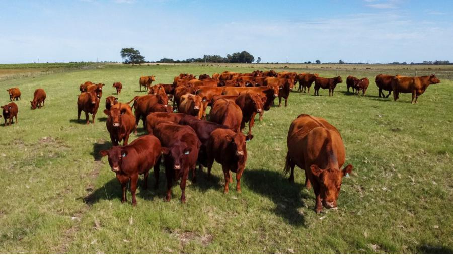 Carbunclo bacteridiano: refuerzan controles sanitarios y reafirman la vacunación anual en La Pampa