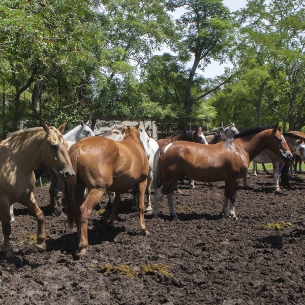 SENASA brinda recomendaciones clave para prevenir el estrés térmico en los equinos durante el verano