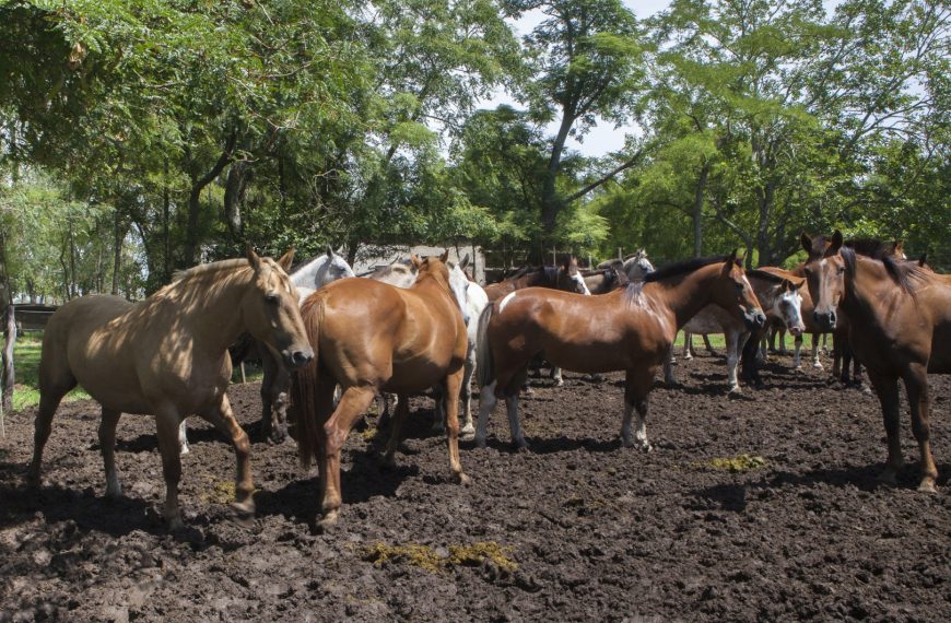 SENASA brinda recomendaciones clave para prevenir el estrés térmico en los equinos durante el verano