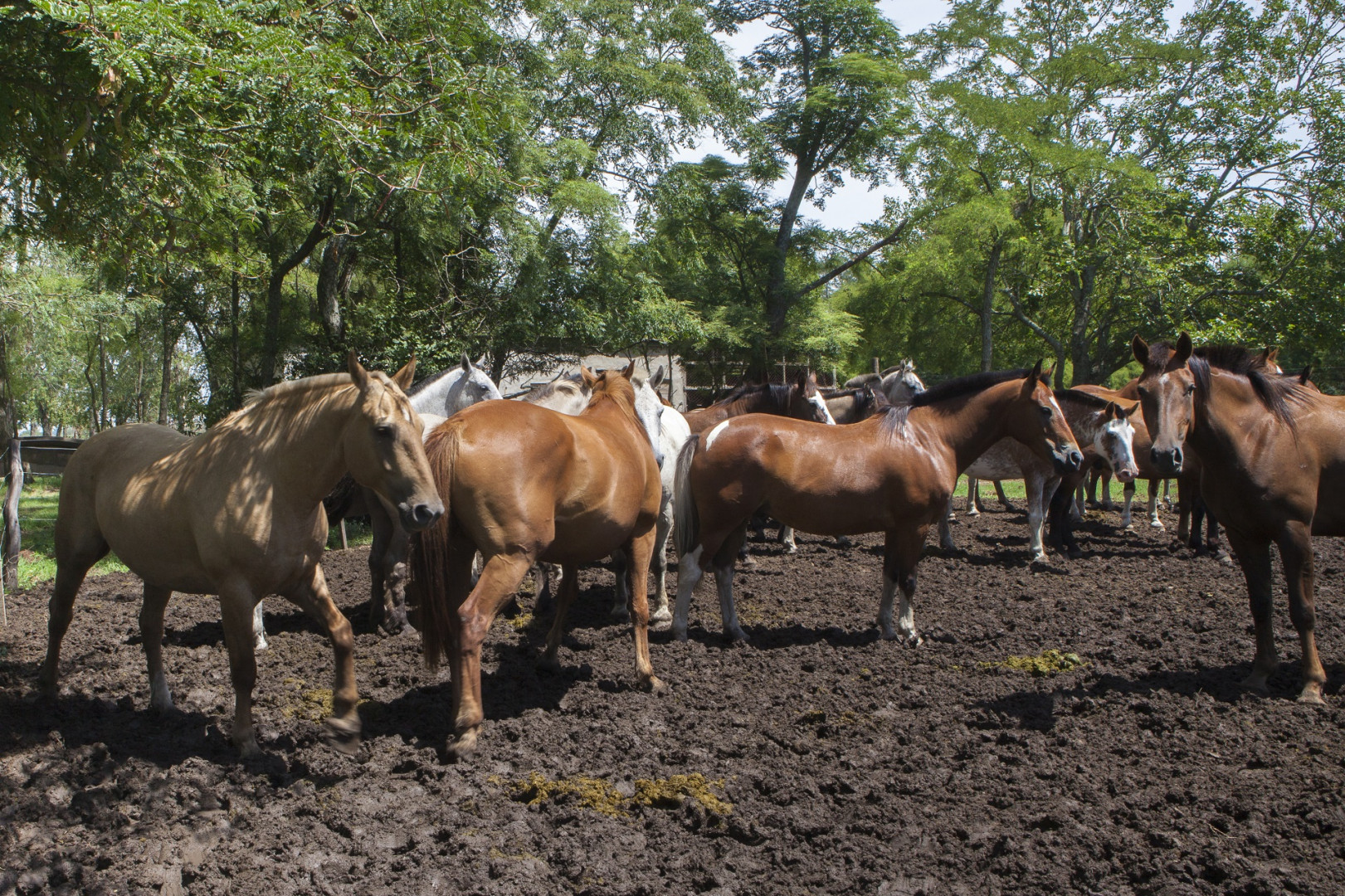 SENASA brinda recomendaciones clave para prevenir el estrés térmico en los equinos durante el verano
