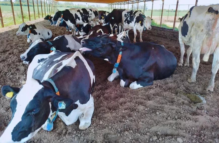 Lechería: tecnologías de precisión permiten anticipar el estrés térmico en vacas y sostener la producción