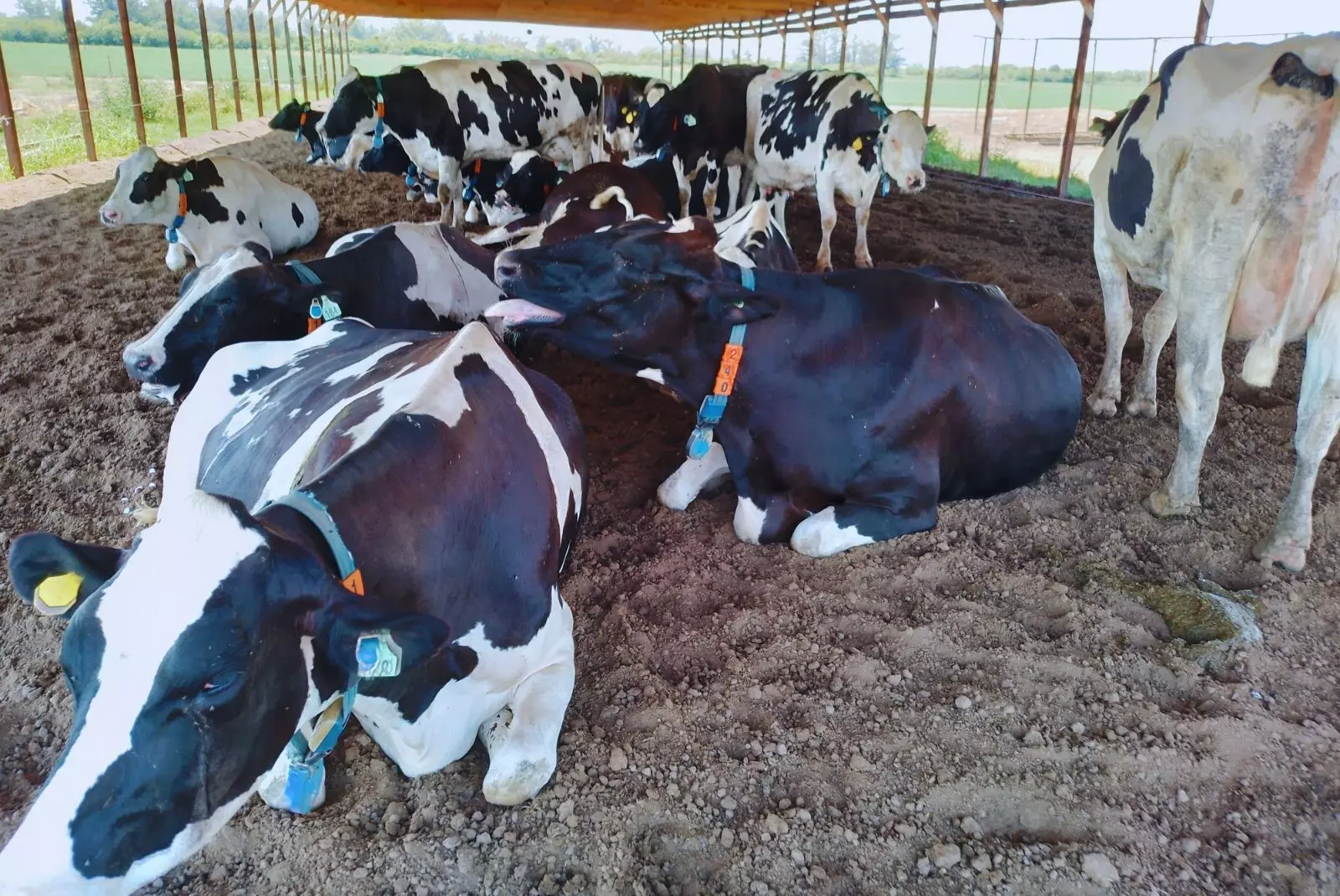 Lechería: tecnologías de precisión permiten anticipar el estrés térmico en vacas y sostener la producción