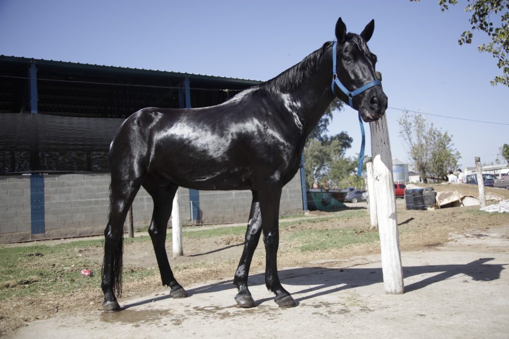 Caballo argentino de alta calidad genética preparado para exportación, con valor agregado y destino deportivo internacional.