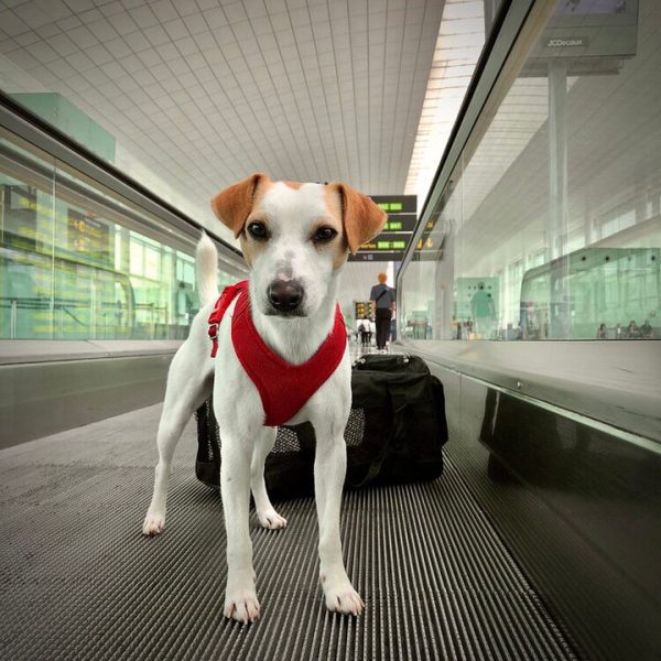 SENASA detalla los requisitos sanitarios obligatorios para ingresar a la Argentina con perros y gatos