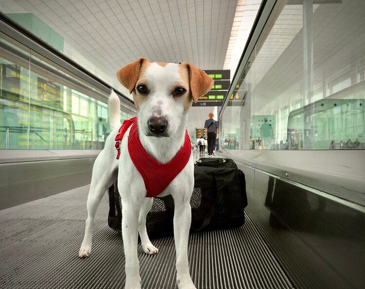 SENASA detalla los requisitos sanitarios obligatorios para ingresar a la Argentina con perros y gatos