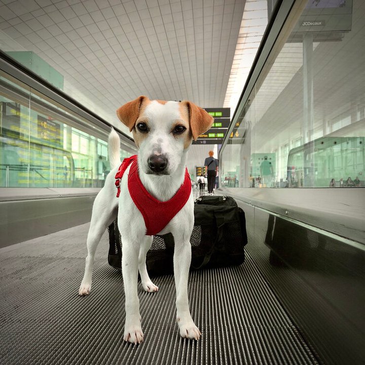 SENASA detalla los requisitos sanitarios obligatorios para ingresar a la Argentina con perros y gatos