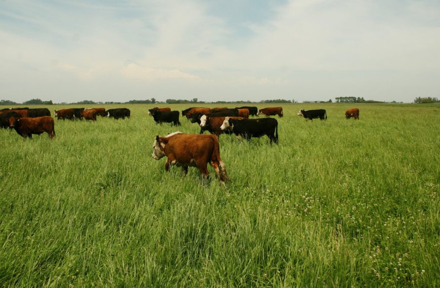 Medidas extraordinarias del SENASA para sostener la producción ganadera ante contingencias climáticas