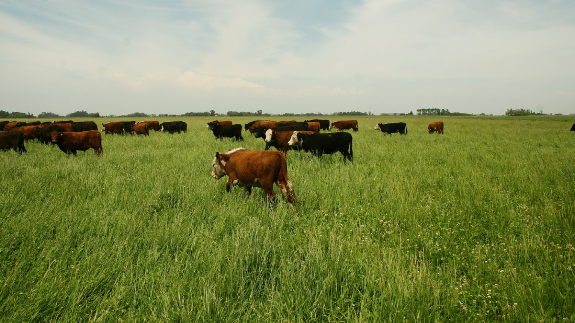 Medidas extraordinarias del SENASA para sostener la producción ganadera ante contingencias climáticas
