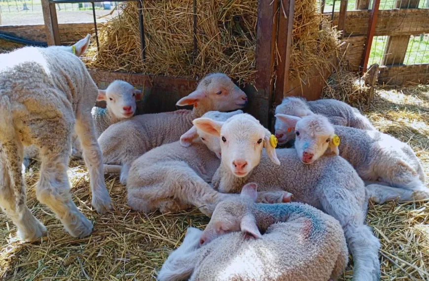 Merino Dohne: una raza ovina de doble propósito que potencia carne y lana fina en la Patagonia
