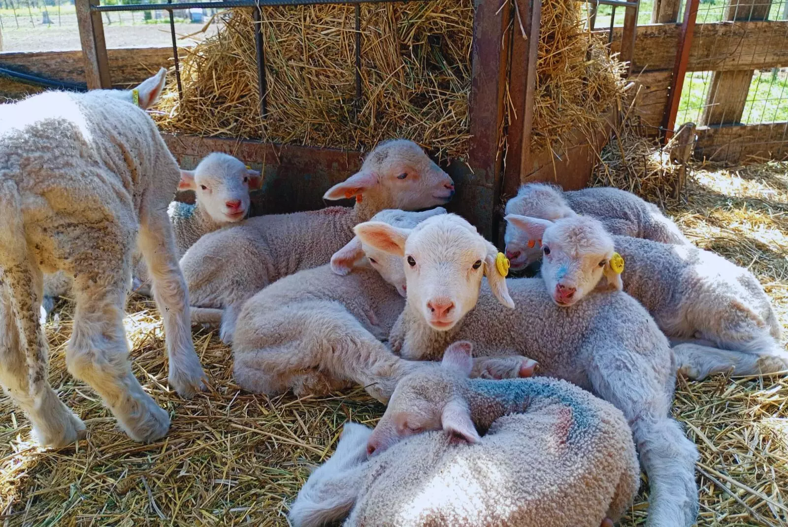 Merino Dohne: una raza ovina de doble propósito que potencia carne y lana fina en la Patagonia